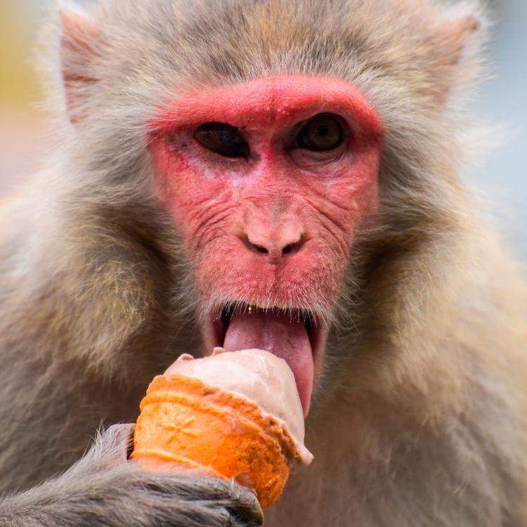 Foto: Safal Prakash Shrestha/zuma Pres/Ritzau Scanpix