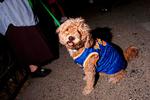 En hund i Knicks-uniform Foto: /Ritzau Scanpix