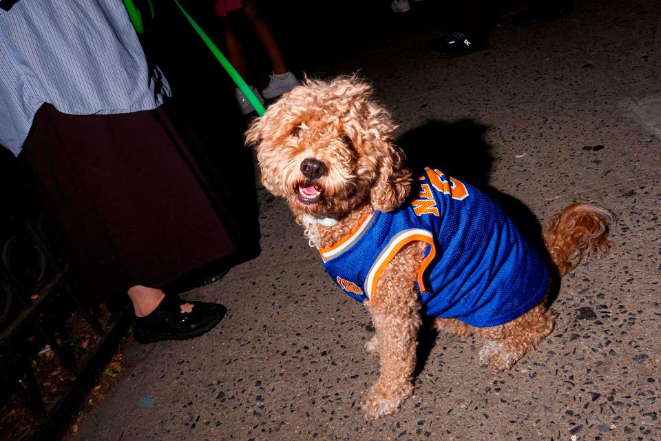 En hund i Knicks-uniform Foto: /Ritzau Scanpix