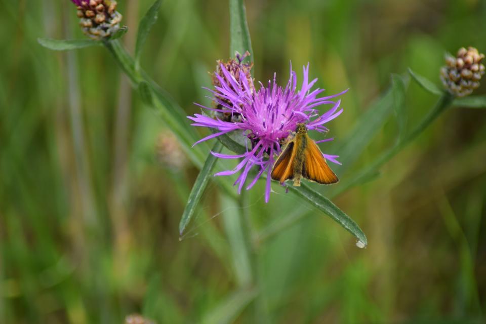 Knopurt med sommerfuglen stor bredpande på. Denne sommerfugl elsker knopurt som nektarplante, men lægger æg på varmt, højt og ikke for tæt græs.  Foto: Zelina Elex Petersen