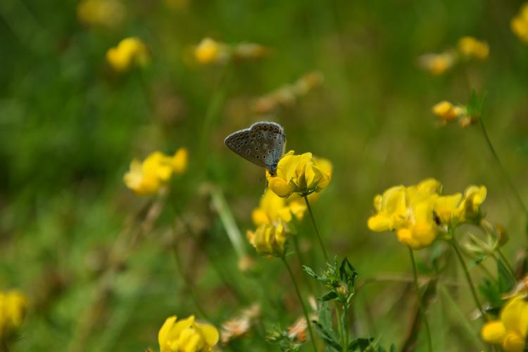 How you mow your lawn is crucial for whether insects love your garden