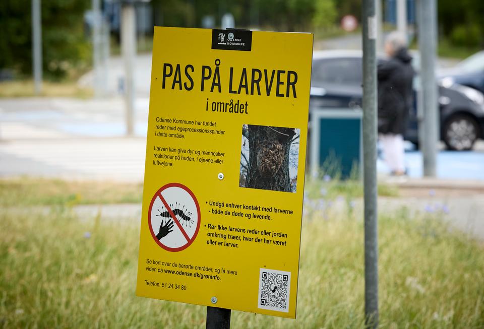 Ny kommune finder udskældt larve i egetræer