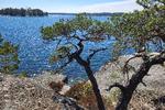 På Grinda og Finnhamn går vandrestien ofte langs med kysten. Foto: Rasmus Benzon