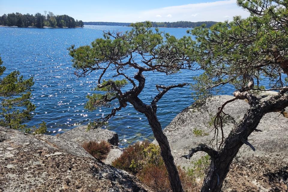 På Grinda og Finnhamn går vandrestien ofte langs med kysten. Foto: Rasmus Benzon