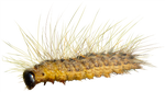 fritlagt_larve_NY_PNG