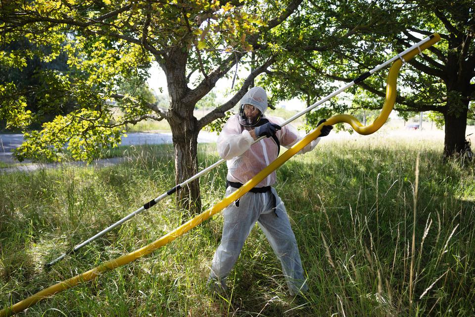 Det er ikke let at arbejde med generator og støvsuger i det lange græs. Og samtidig er egeprocessionsspinderens reder godt kamuflerede og passer perfekt til barkens farve. »Det er naturen, når den er bedst«, siger Tonni Donovan fra Rentokil.  Foto: Thomas Borberg