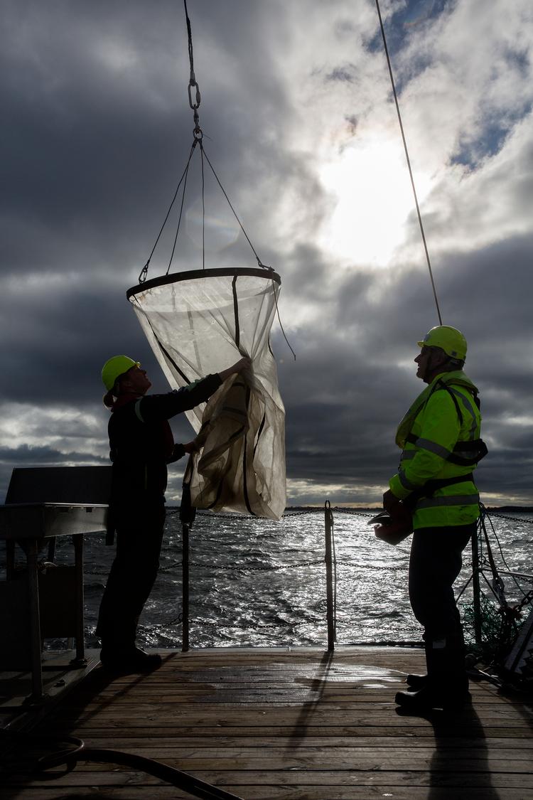  Europas have er pressede, blandt andet af plastik og andre slags forurening. Her er det elever fra Bækkegårdsskolen i Ølstykke, som er med på plastikjagt i Køge Havn.  Foto: Peter Hove Olesen