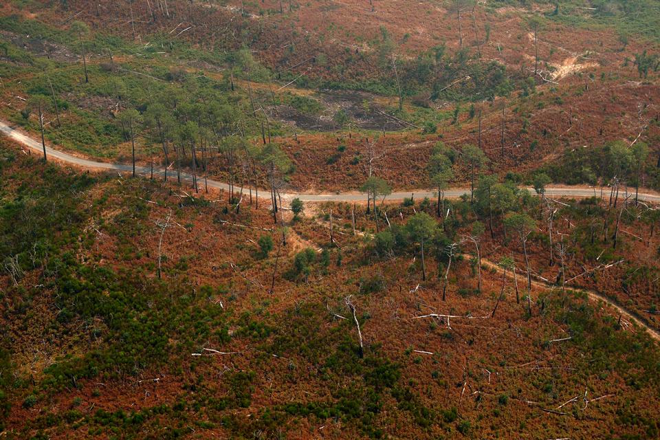 Luftfoto af en del del af skoven mellem Dune du Pilat og La Teste-de-Buch i departementet Gironde, som også blev hærget af en skovbrand i sommeren 2022. Billedet er taget 24. juli 2026. Foto: Romain Perrocheau/Ritzau Scanpix