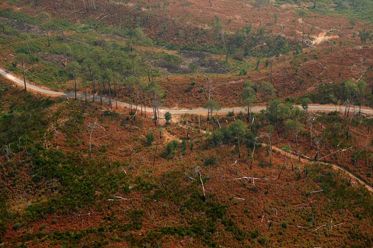 Luftfoto af en del del af skoven mellem Dune du Pilat og La Teste-de-Buch i departementet Gironde, som også blev hærget af en skovbrand i sommeren 2022. Billedet er taget 24. juli 2026. Foto: Romain Perrocheau/Ritzau Scanpix