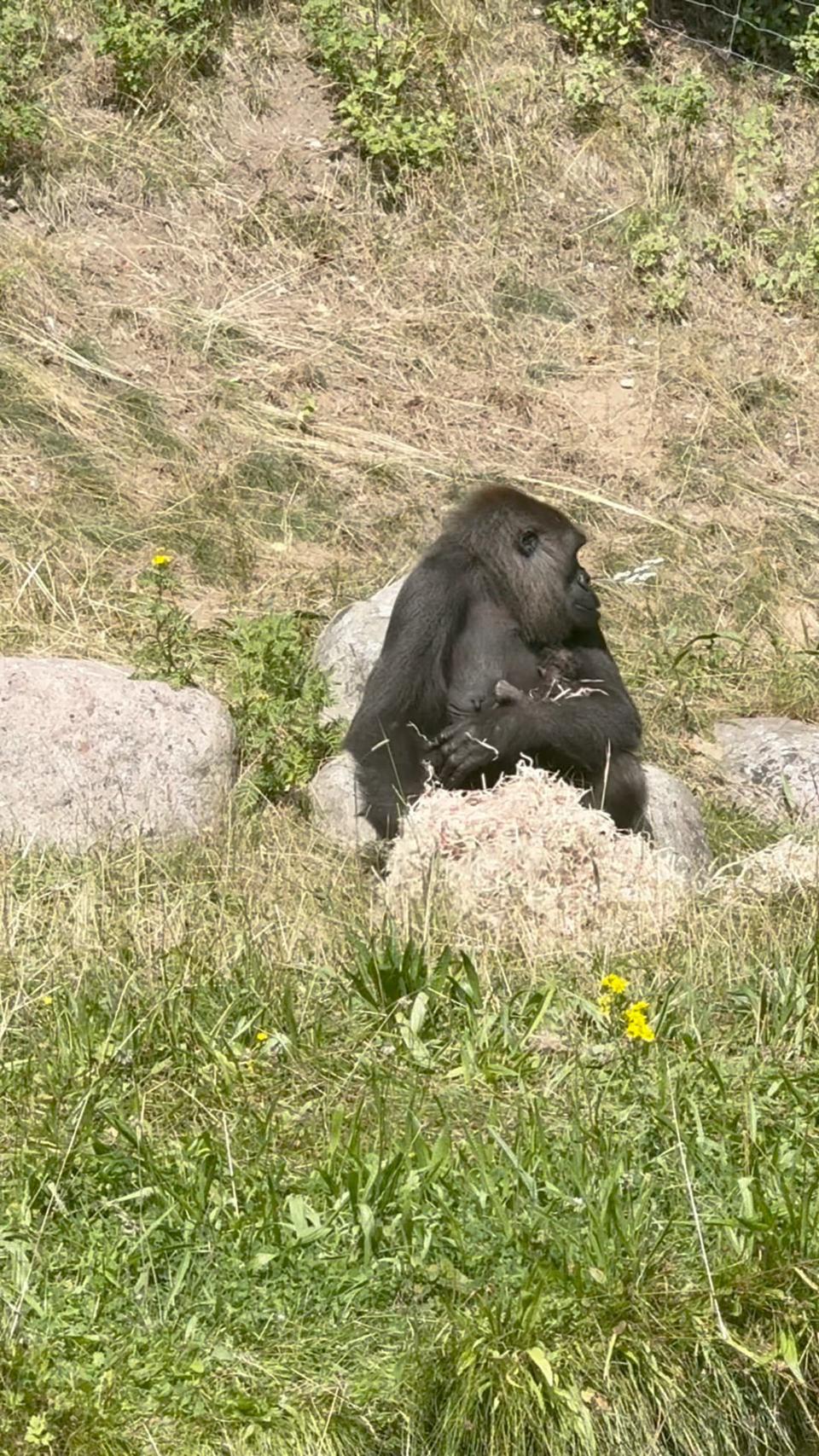 Zoo-direktøren: »Jeg har den sidste måneds tid sagt, at hun så lidt tyk ud. De mente, at det var noget, jeg forestillede mig«
