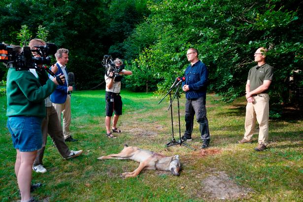 Minister for natur og dyrevelfærd Christian Rabjerg Madsen (S) og Naturstyrelsens vicedirektør, Mads Jensen, holder pressemøde hos Naturstyrelsen Blåvandshuk, nær Oksbøl, efter at Naturstyrelsen har skudt en problemulv nær Houstrup. Foto: Claus Fisker/Ritzau Scanpix