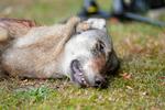 Foto: Claus Fisker/Ritzau Scanpix