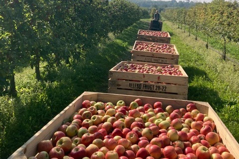Maja Rimer er datter af en frugtavler, der skabte en af landets største økologiske æbleproduktioner. I dag er hendes barndoms æbleplantage på vej væk, og det er en sorg, man kun kender, hvis man er vokset op på et landbrug, skriver hun.   