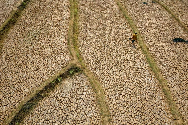 Klimafænomenet El Niño har store konsekvenser for regn- og temperaturmønstre og medfølgende risici for oversvømmelser, tørke og ekstrem varme. Foto: Aditya Aji/Ritzau Scanpix
