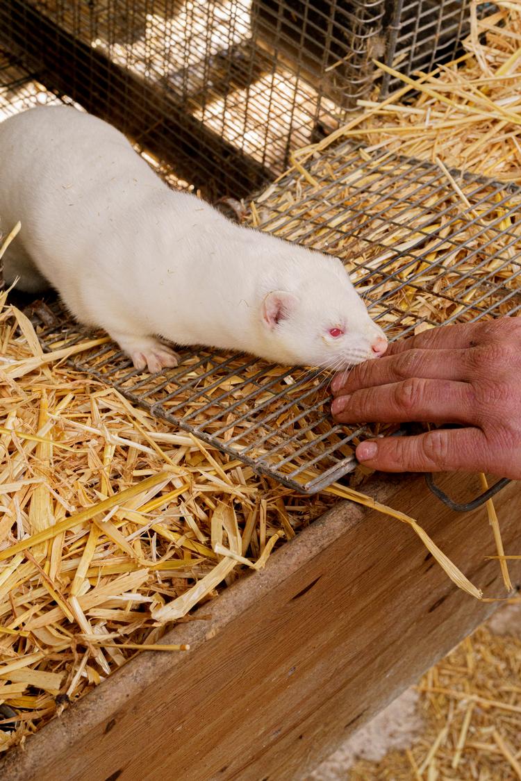 En stribe minkavlere og andre fra branchen er i et stort sagskompleks blevet dømt for at have forsøgt at skjule, at store kontantbeløb stammede fra kriminalitet. Foto: Cathrine Ertmann/Cathrine Ertmann