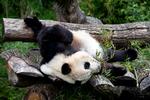 Pandaparret i Københavns Zoo skal heller ikke være forældre denne gang. Foto: Finn Frandsen