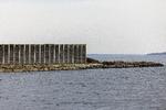 Den giftige gople, der er fundet i Roskilde Fjord, hører normalt hjemme i Stillehavet.  Foto: Finn Frandsen