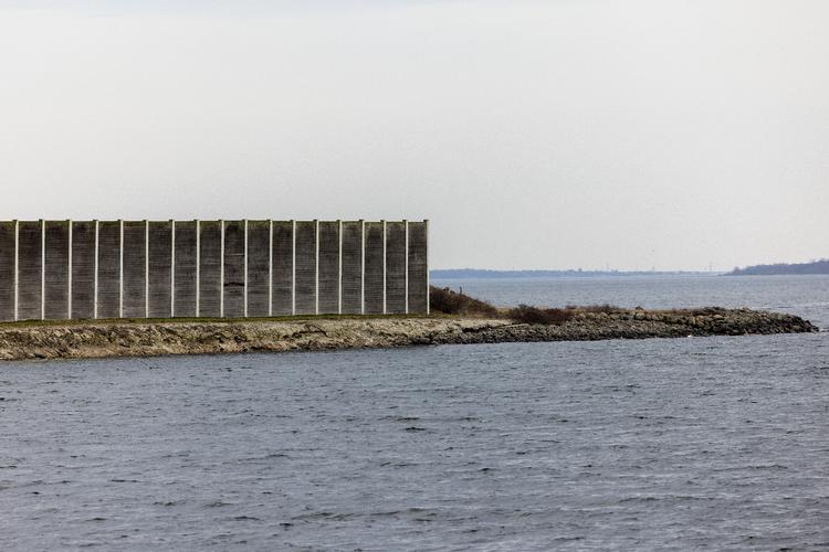 Den giftige gople, der er fundet i Roskilde Fjord, hører normalt hjemme i Stillehavet.  Foto: Finn Frandsen