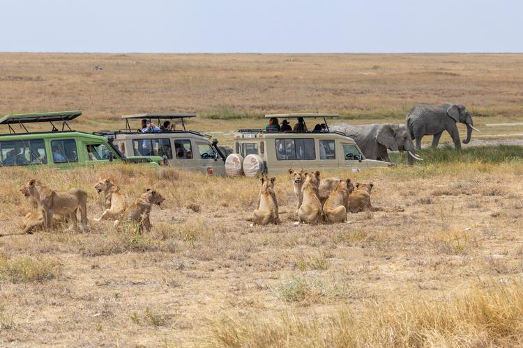 Flere end to tredjedele af verdens løver lever i Tanzania. Her er vi i Serengeti Nationalpark. Foto: Imago/Ritzau Scanpix