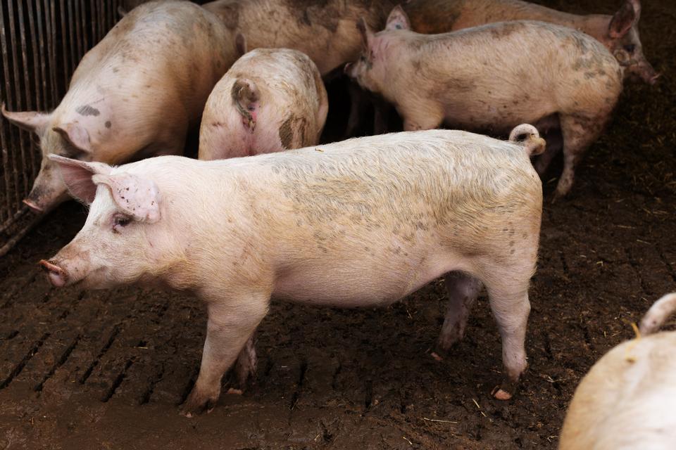 Regeringen indfører midlertidigt stop for ny svineproduktion