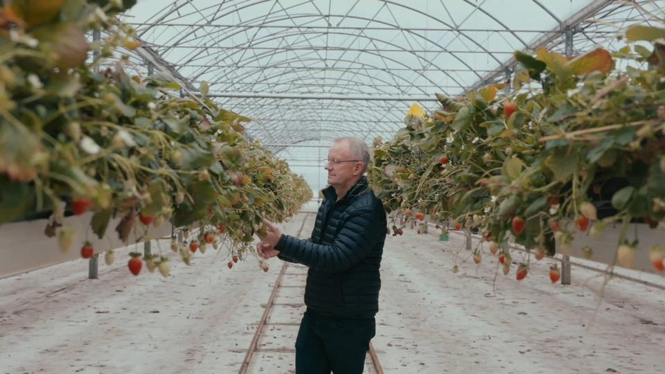 Midt i krisen for dansk frugt og grønt er der sket noget »revolutionerende« for det danske jordbær