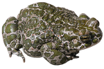 Foto: Ivengo/wikimedia commons