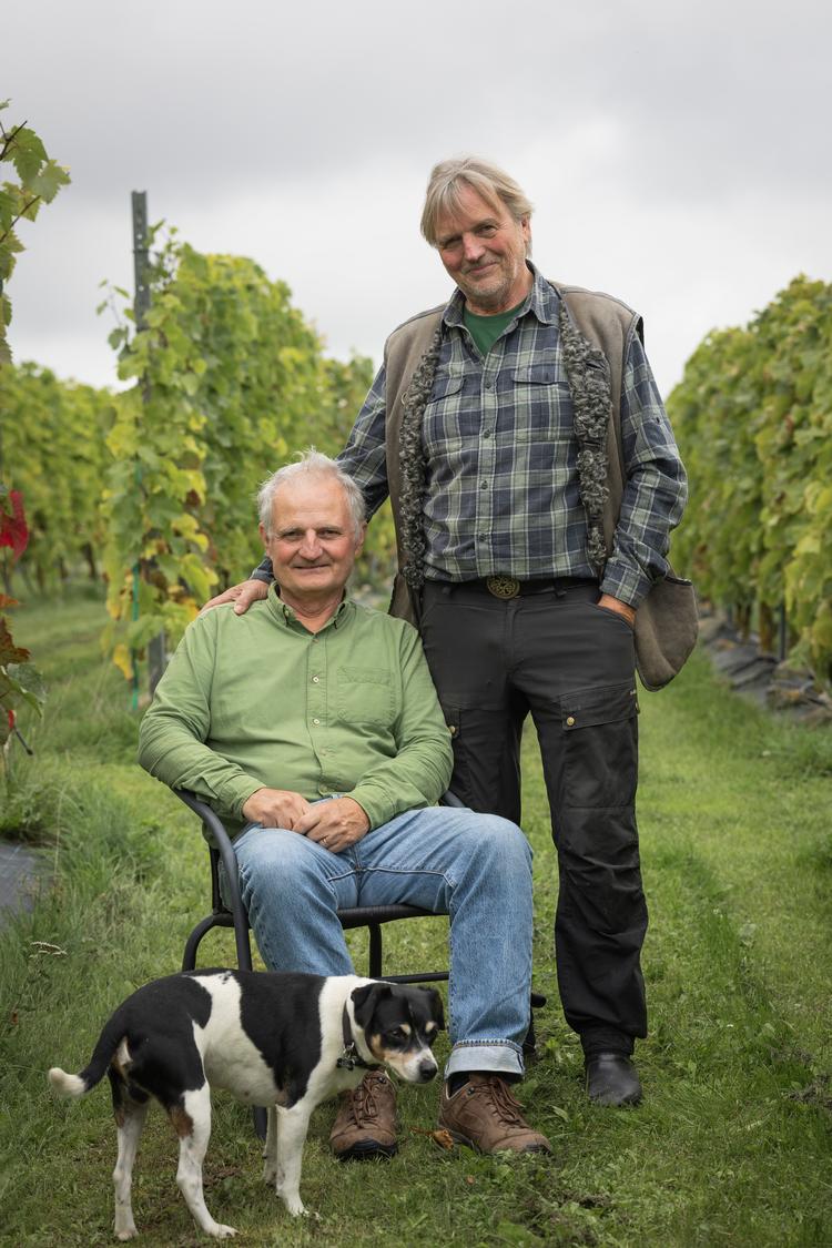 De to vinbrødre, Torben Bo Toldam-Andersen og Ejgil Edfort Andersen (stående), i den synfynske vinmark, hvor de forsøger at udvikle nye sorter til skandinavisk vinavl. Gårdhunden i forgrunden hedder Saxo. Foto: Vilma Søndergaard