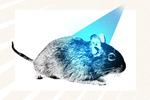 PRINT_Mouse