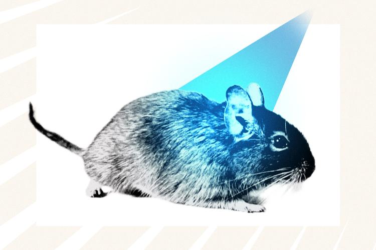 PRINT_Mouse