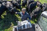 Justin Robbins er fjerde generation, der dyrker jorden og passer dyrene på gården uden for Scranton i Iowa. Han, konen Lacie og sønnen McKinley avler Angus-kvæg og sælger kød direkte til forbrugerne. Foto: Bryon Houlgrave