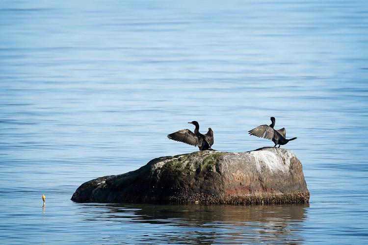     Flot efterårsvejr og et stille Øresund ved Rungsted Kyst. Skarver tørrer vinger. Foto: Jens Otto Allan Dresling