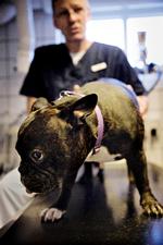 Hunden Solo er blevet tilset af dyrlæge Stig Feldballe i Dyreklinikken Skovlunde-Herlev i flere år.  
