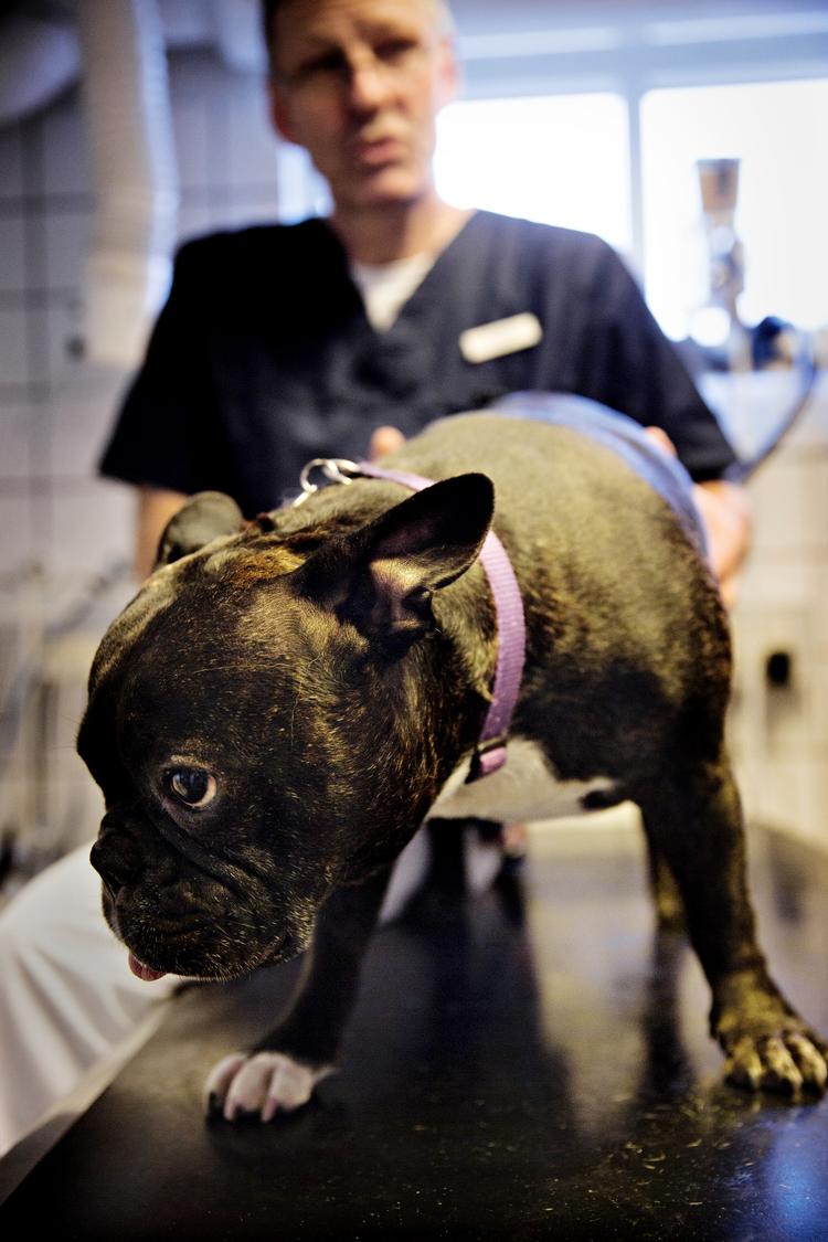 Hunden Solo er blevet tilset af dyrlæge Stig Feldballe i Dyreklinikken Skovlunde-Herlev i flere år.  