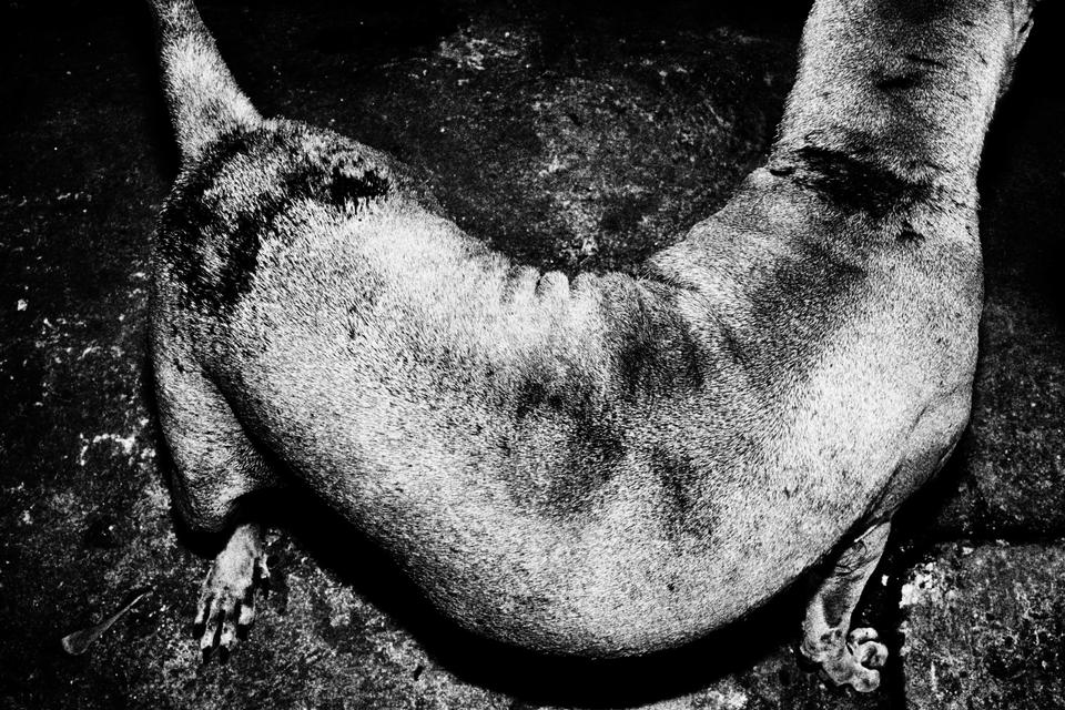 Jacob Aue Sobol