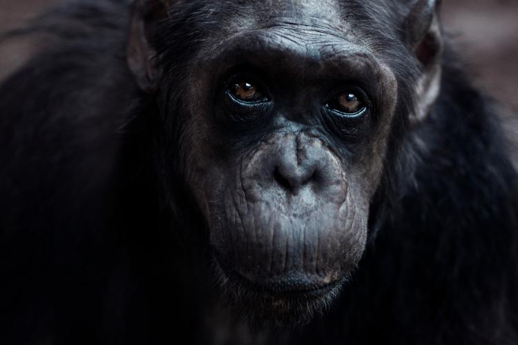 Penisknoglen på en chimpanse er kun på størrelse med en fingernegl. Det skyldes muligvis, at deres samlejer kun varer syv sekunder. (Arkivfoto) 
