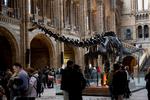 Ny forskning kaster mere lys over, hvorfor dinosaurerne uddøde for omkring 65 millioner år siden. Her er vi på naturhistorisk museum i London. 