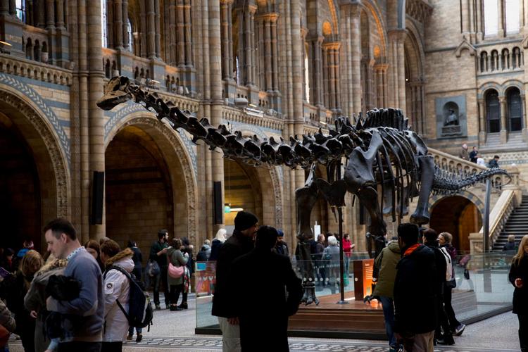Ny forskning kaster mere lys over, hvorfor dinosaurerne uddøde for omkring 65 millioner år siden. Her er vi på naturhistorisk museum i London. 