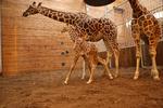 Dyrepasserne i Københavns Zoo blev i morges mødt af en knap to meter høj girafunge, der efter alt at dømme er blevet født tidligt på natten. 