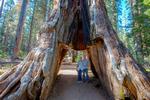 Tusindvis af turister har gennem tiden besøgt The Pioneer Cabin Tree.  