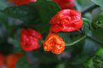 Dansk chili sparker lige så hårdt, som chilier, der er dyrket under sydens sol, viser ny dansk forskning. Chilien på billedet er en danskdyrket version af verdens stærkeste chili, Carolina Reaper. (Foto: Gartneri Toftegaard) 