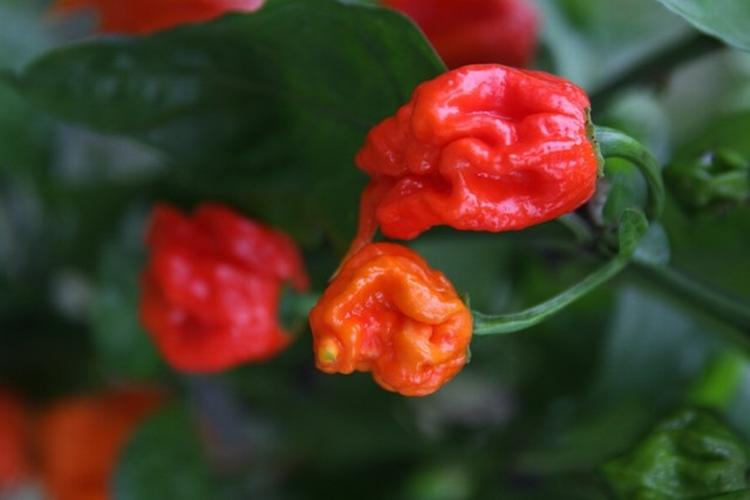 Dansk chili sparker lige så hårdt, som chilier, der er dyrket under sydens sol, viser ny dansk forskning. Chilien på billedet er en danskdyrket version af verdens stærkeste chili, Carolina Reaper. (Foto: Gartneri Toftegaard) 