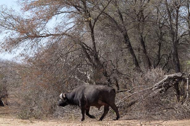Regnen bliver væk fra Sydafrika. Sidste års samlede regnfald var det laveste i landet i mere end 100 år, og tørken fortsatte i år. I nationalparken Krüger aflivede bøfler og flodheste. Kilde: News24.com FOTO: AP 