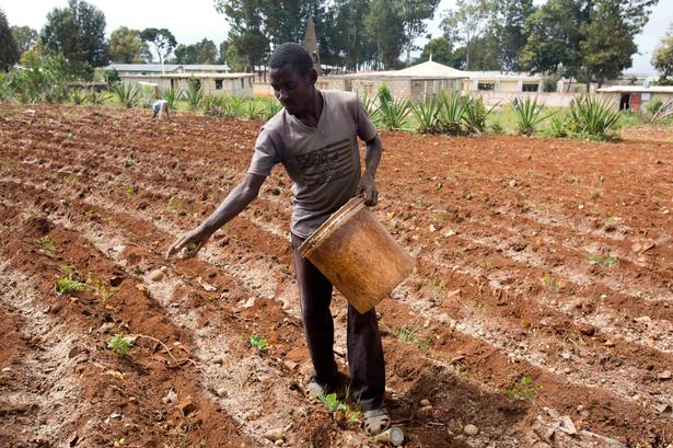 De to sidste år er Haiti blevet ramt af en stærk tørke, som betyder, at udbyttet fra landbruget er faldet med 60 procent siden 2013. Kilde:FNs Fødevareorganisation 