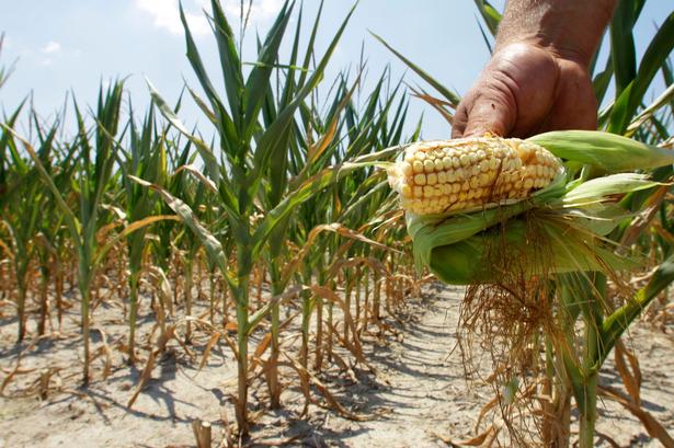 En bonde viser en udtørret majskolbe på sin mark i Nashville. Meget af Tennesee blev hårdt ramt af tørke i efteråret 2016. Kilde: The Tennessean. 
 