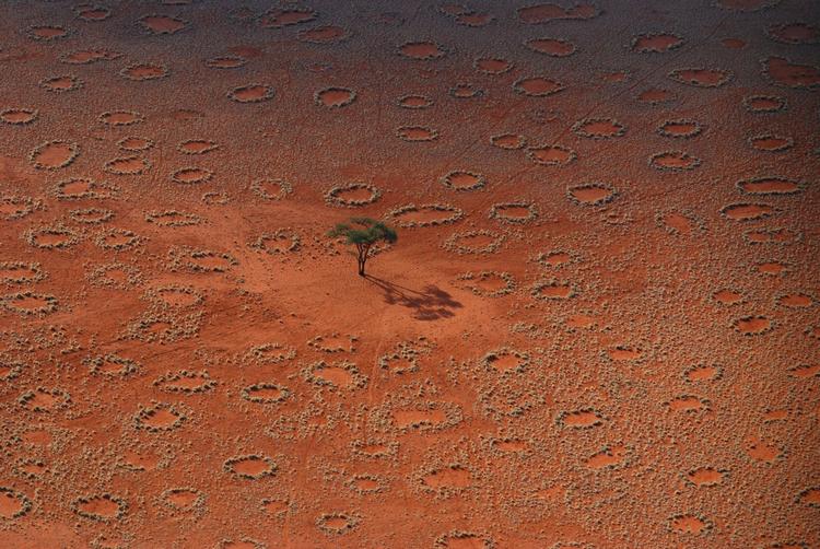 Det smukke mønster af fecirkler i Namibørkenen kan ses fra luften og i mere end fyrre år, har forskere jagtet et svar på, hvorfor et af verdens største naturmysterier opstår. Nu har de tilsyneladende svaret, og det var hverken en drage eller en ufo, der stod bag (Foto: Norbert Jürgens) 