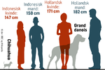 Danske og internationale forskere har fundet en genvariant som får bæreren til at vokse med ekstra 2 centimeter og efter den samme mekanisme som man kender hos en granddanois. 