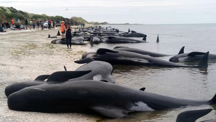 Det er uvist, hvorfor de mange hvaler endte med at svømme ind på stranden. Nu venter redningsmandskab på højvande, så de overlevende hvaler kan forsøges reddet. 