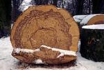 Naturstyrelsen er i fuld gang med at fælde træer til tømmer og flis i statsskovene - samtidig med, at nogle af skovene skal udlægges som urørt skov. 