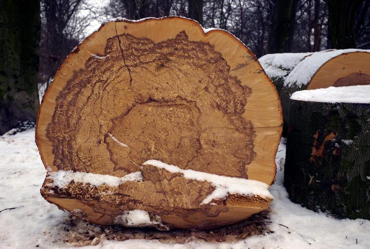 Naturstyrelsen er i fuld gang med at fælde træer til tømmer og flis i statsskovene - samtidig med, at nogle af skovene skal udlægges som urørt skov. 