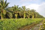 UNITED PLANTATION